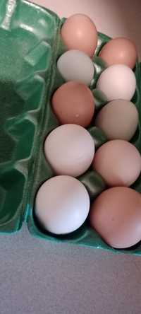 Jajka wiejskie z własnej hodowli (brak)