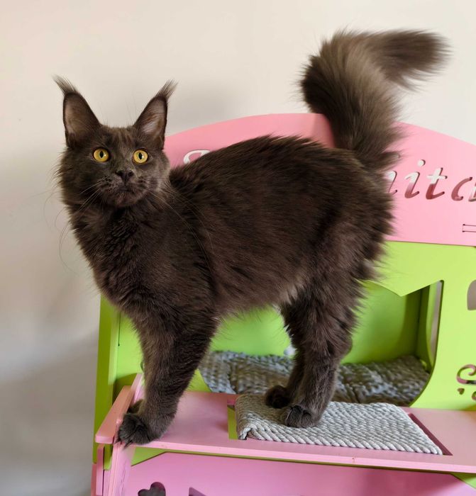 Maine Coon niebieska koteczka