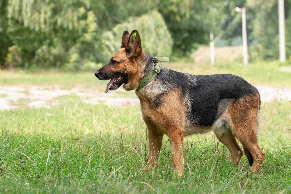 Пальма в пошуках родини