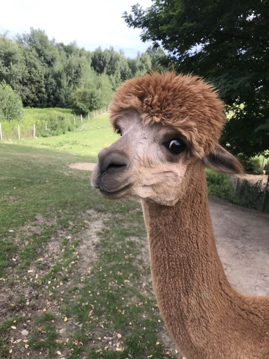 Alpaka, alpaki  samica sprzedam
