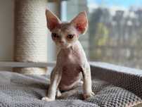 Chłopcy Devon Rex Warszawa