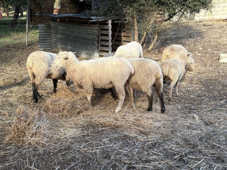 6 Ovelhas e 1 Carneiro