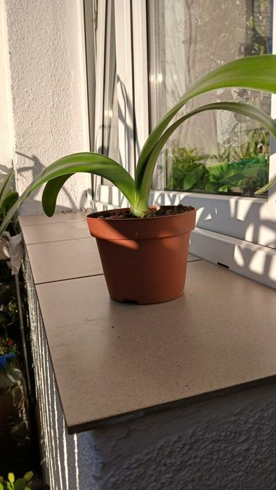 Krasnokwiat białokwiatowy Słomniki k.Krakowa