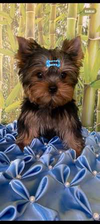 Yorkshire terrier york piesek