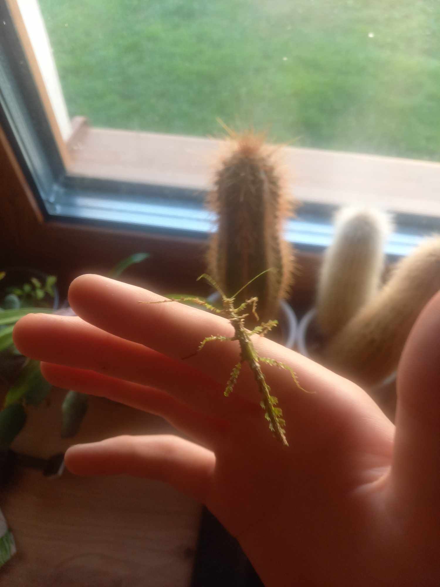 Taraxippus samarae młode i jajka