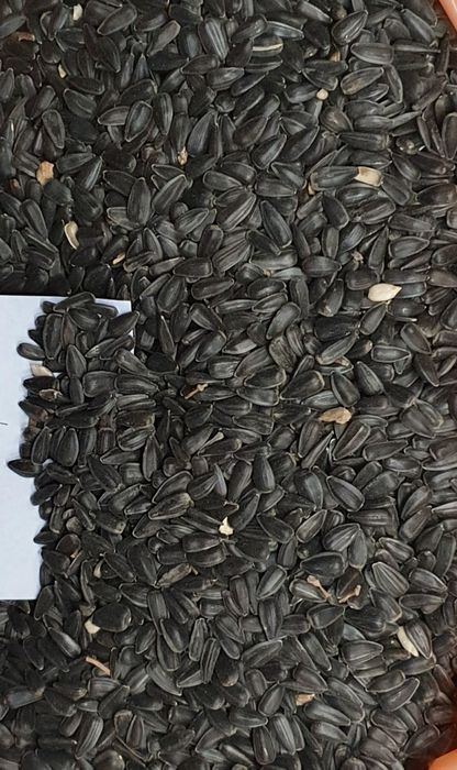 Продам насіння соняшника.