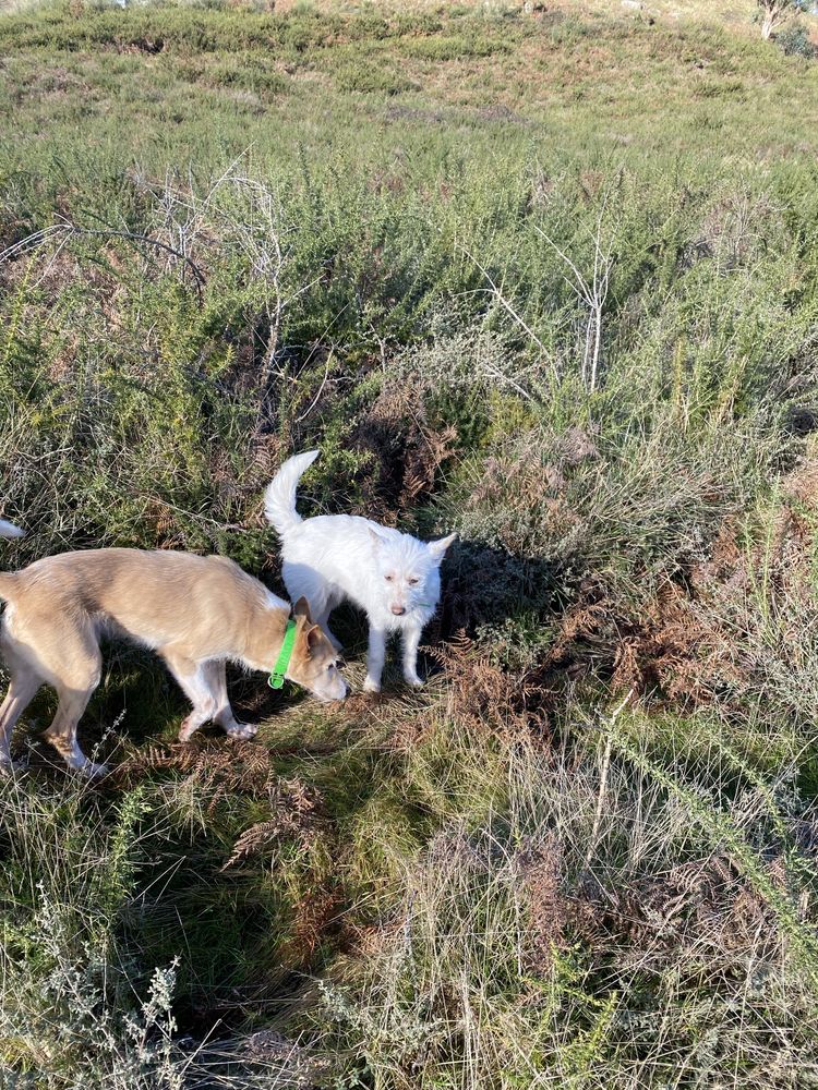 Cachorra podengo