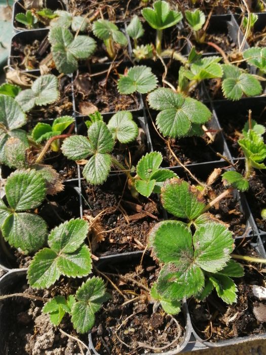 Morangueiros para plantar