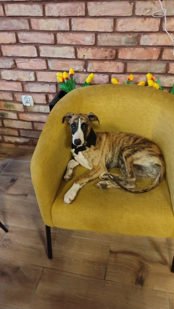 Whippet FCI chart angielski