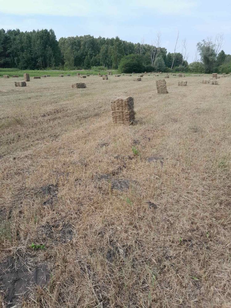 Продам тюковане цьогорічне сіно
