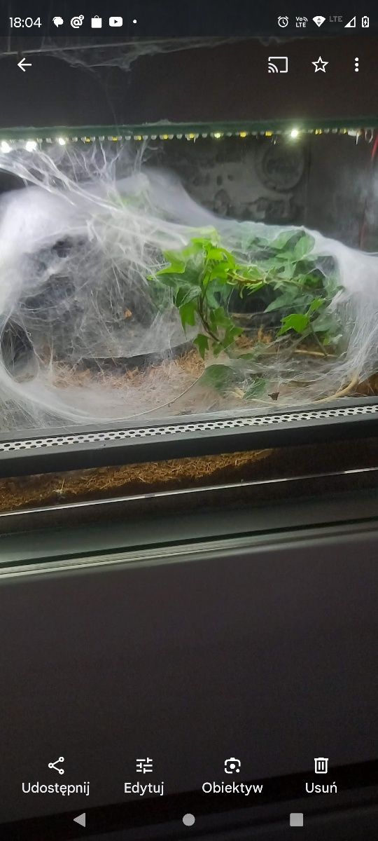 Chromatopelma z terrarium