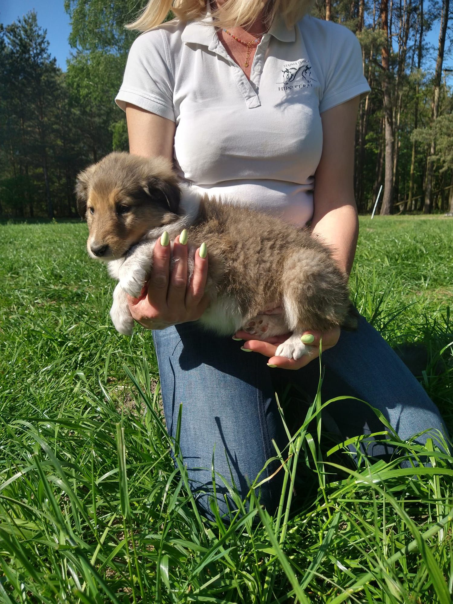 Owczarek szkocki collie długowłosy