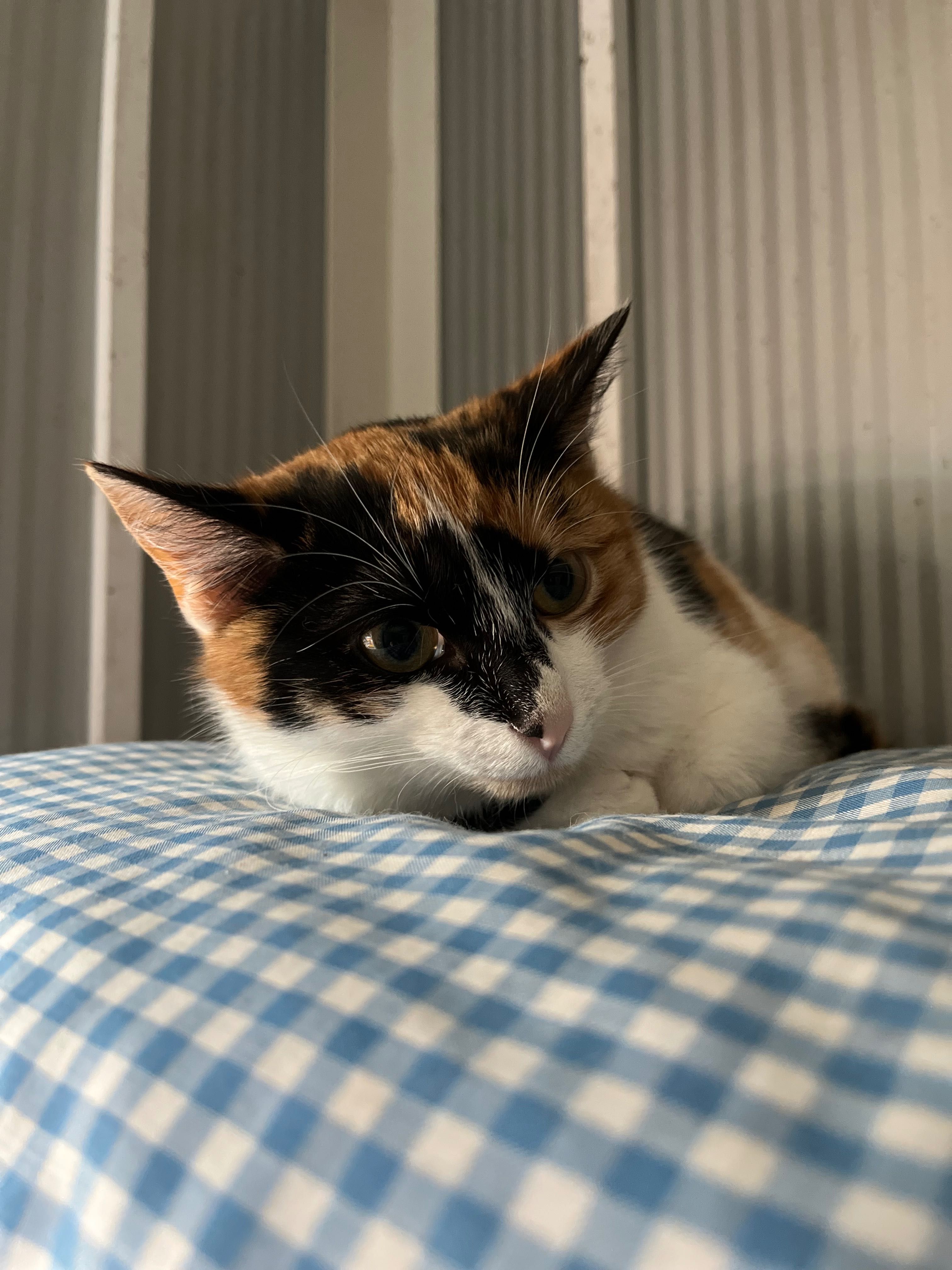Śliczna kotka, tricolor do adopcji. Łatka szuka domu!
