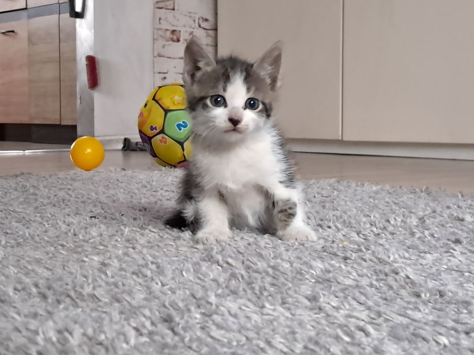 Dwumiesięczne kotki do oddania