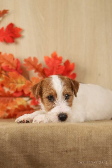 piesek Jack Russell terrier ZKWP/FCI szorstkowłosa