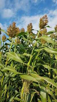 Sorgo na suszę GIGANT materiał siewny