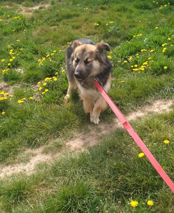 Szary piękny spory psiak do adopcji