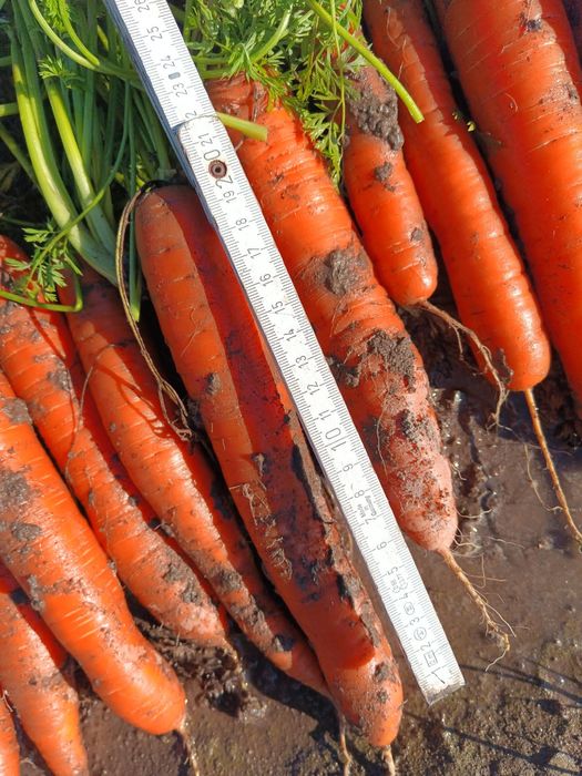 Sprzedam marchew handlowa brudna lub myta cena do uzgodnienia