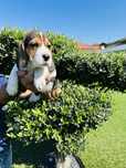 Beagle menina magnifica