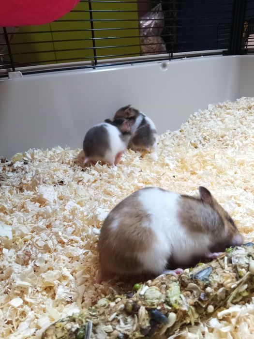 Młode chomiki syryjskie