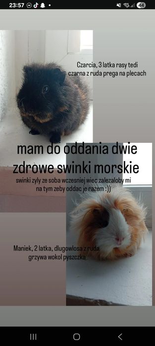 oddam świnki morskie