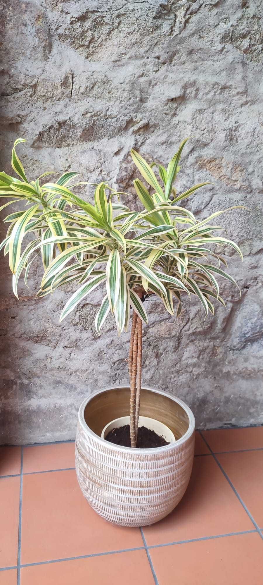 Planta Dracaena Reflexa em vaso decorativo