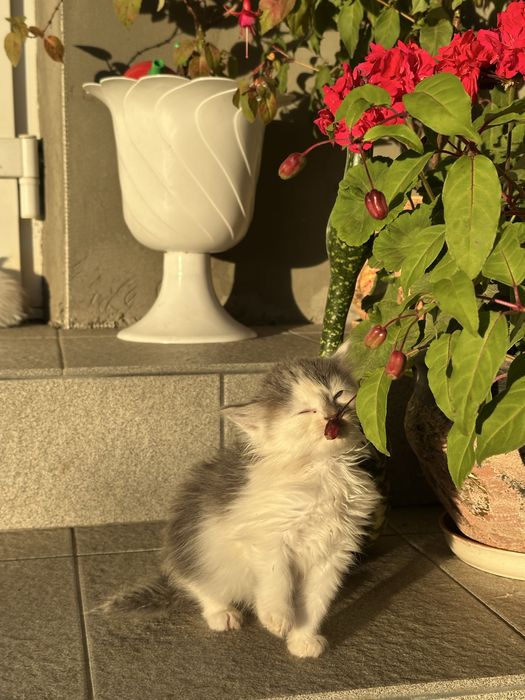 Муркотливі котики в добрі руки! Знають лоток!