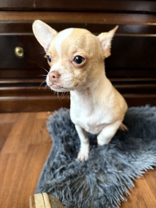 chihuahua femea bebe