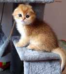 Kot Szkocki Zwisłouchy PZF. WCF Scottish Fold Złota Szynszyla