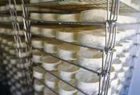 Камера дозрівання сиру, зберігання молочних продуктів сметани Ужгород