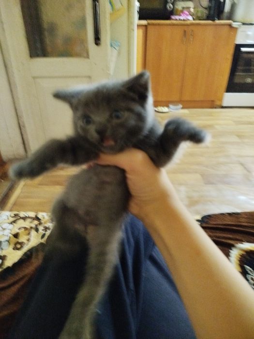 Отдаю классного котика