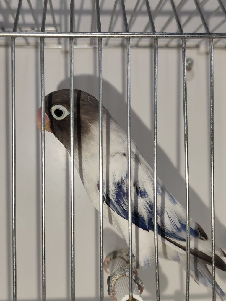 Agapornis Personatus