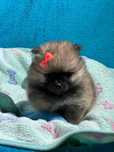 Lulu da Pomerânia menino Micro Miniatura