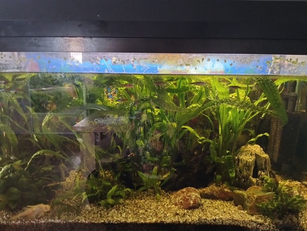 Sprzedam akwarium 200l