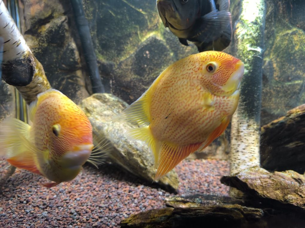 Ryby Severum Red Spot
