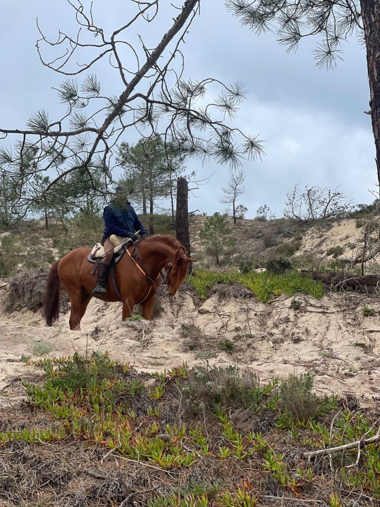 Cavalo Puro Lusitano