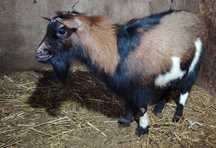 Cabrito anão para venda