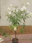Oleander biały 120cm
