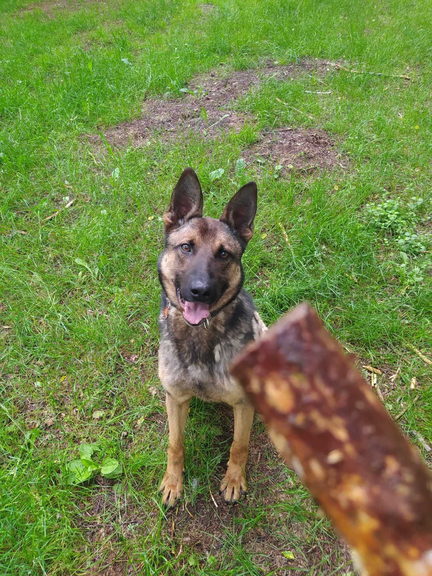 Uran - czysta energia. Owczarek belgijski malinois