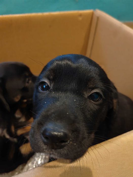 Pieski szukają domu