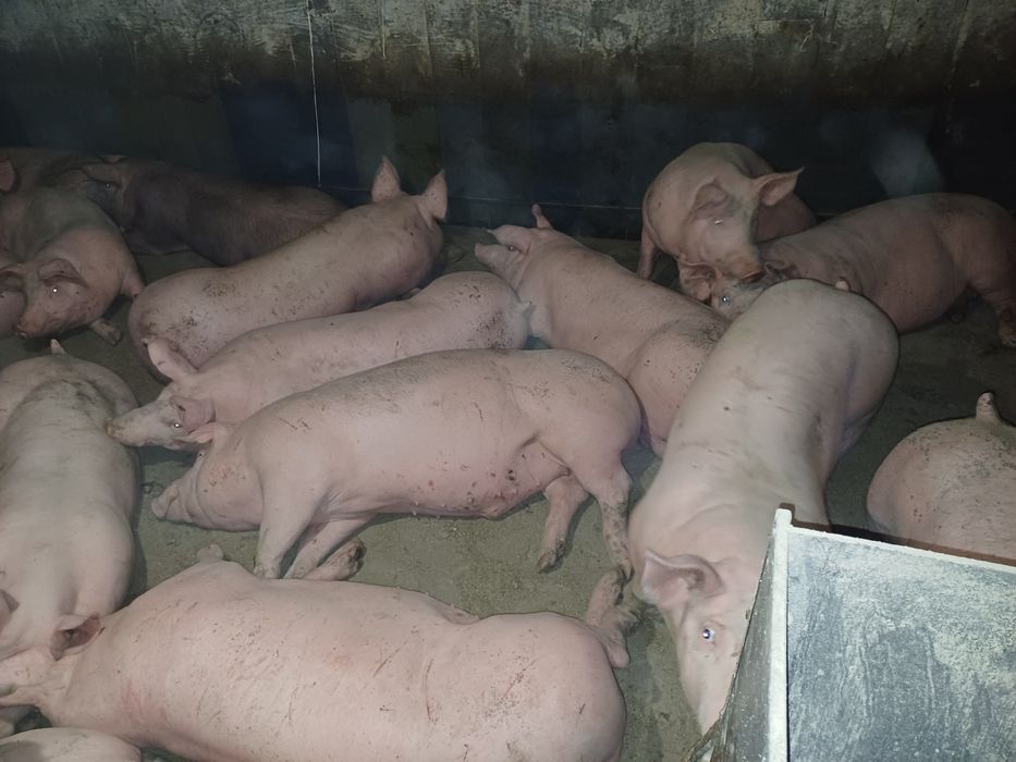 Свині мясної породи