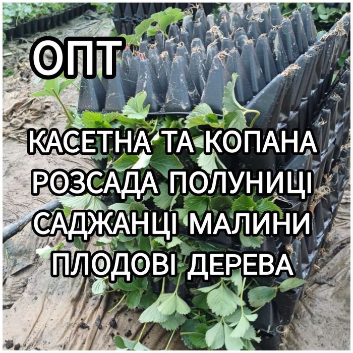 Розсада Полуниці Саджанці Малина Плодові дерева Рассада Клубники