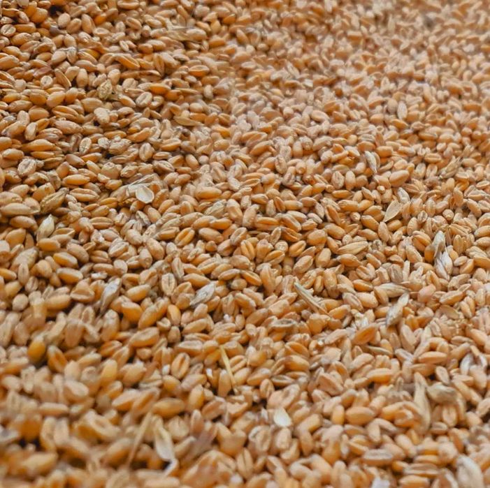 Pszenica 2025 Zboże - sprzedaż