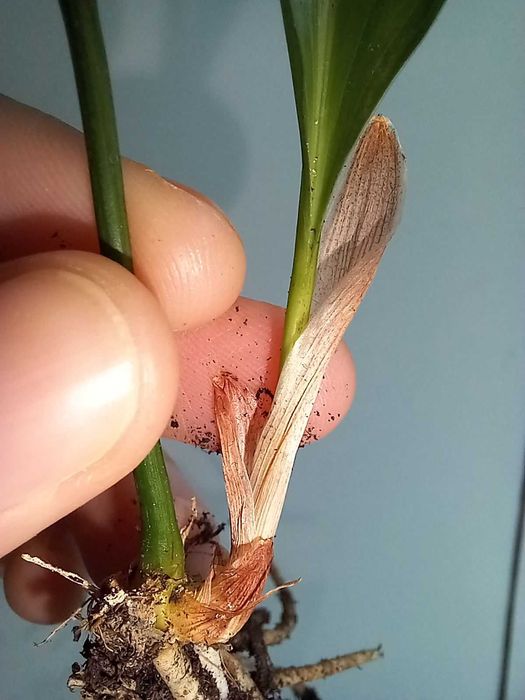 Вазон Аспідістра (Аспидистра), азійська конвалія