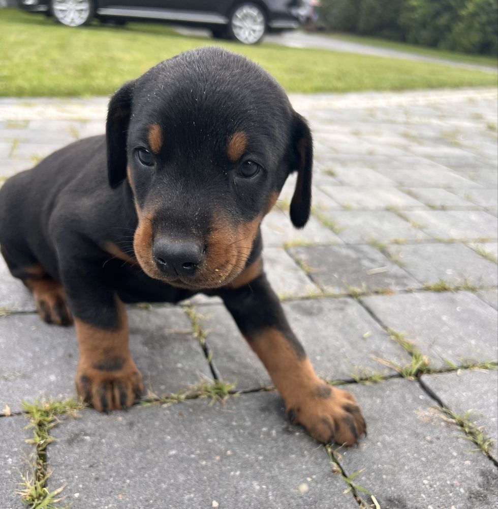 Dobermany z rodowodami-gotowe do odbioru