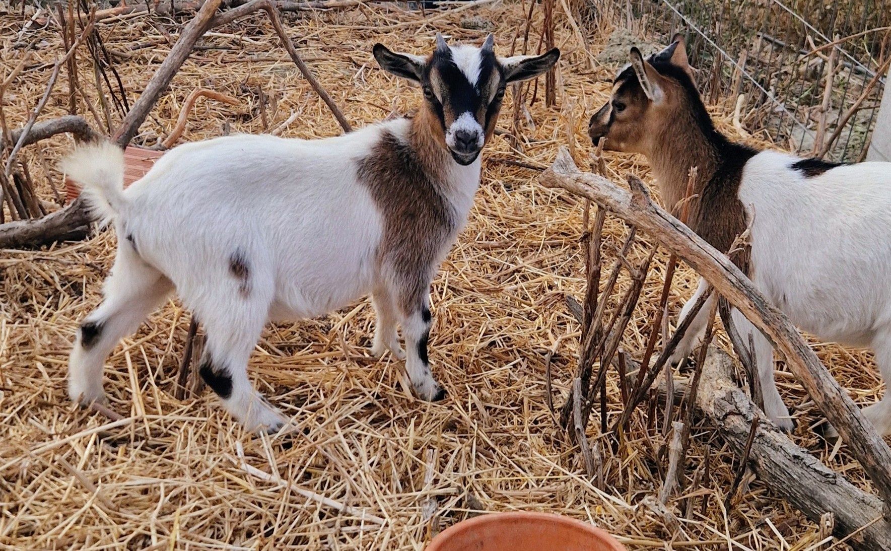 Cabras anãs e cabrito anão