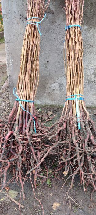 Продам подвой жардель,груша,алича,айва,антипка,ММ106,М9,міндаль