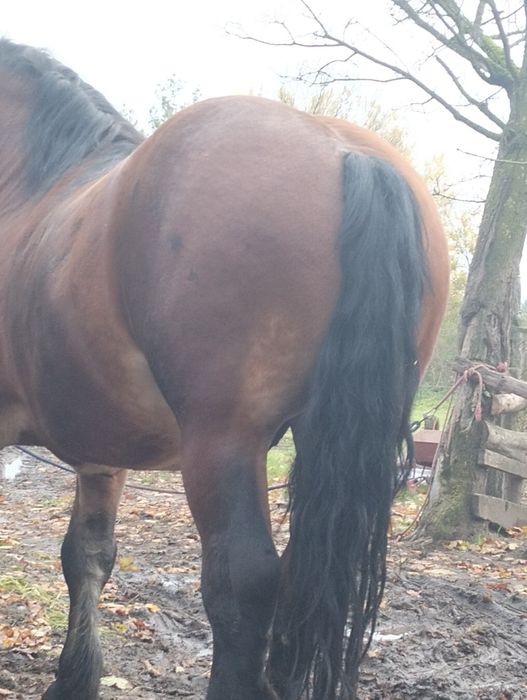 Sprzedam krowy cielne