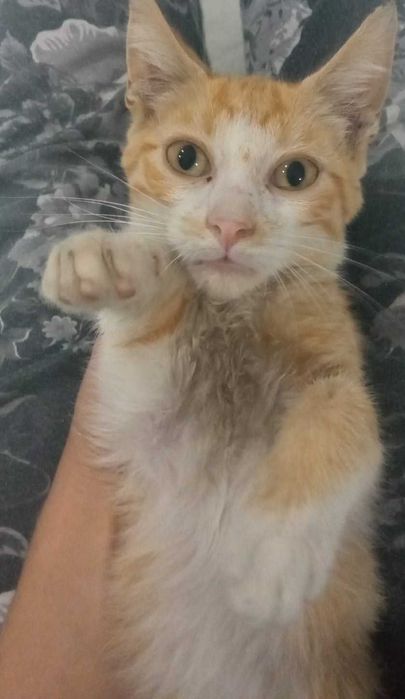 Gatinhos para adotar