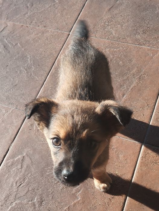 Urocza sunia szuka domu